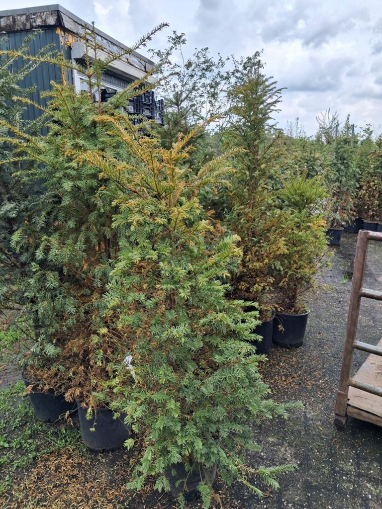 18 Taxus Baccata planten voor haag of solitair, Tuin en Terras, Planten | Tuinplanten, Ophalen of Verzenden