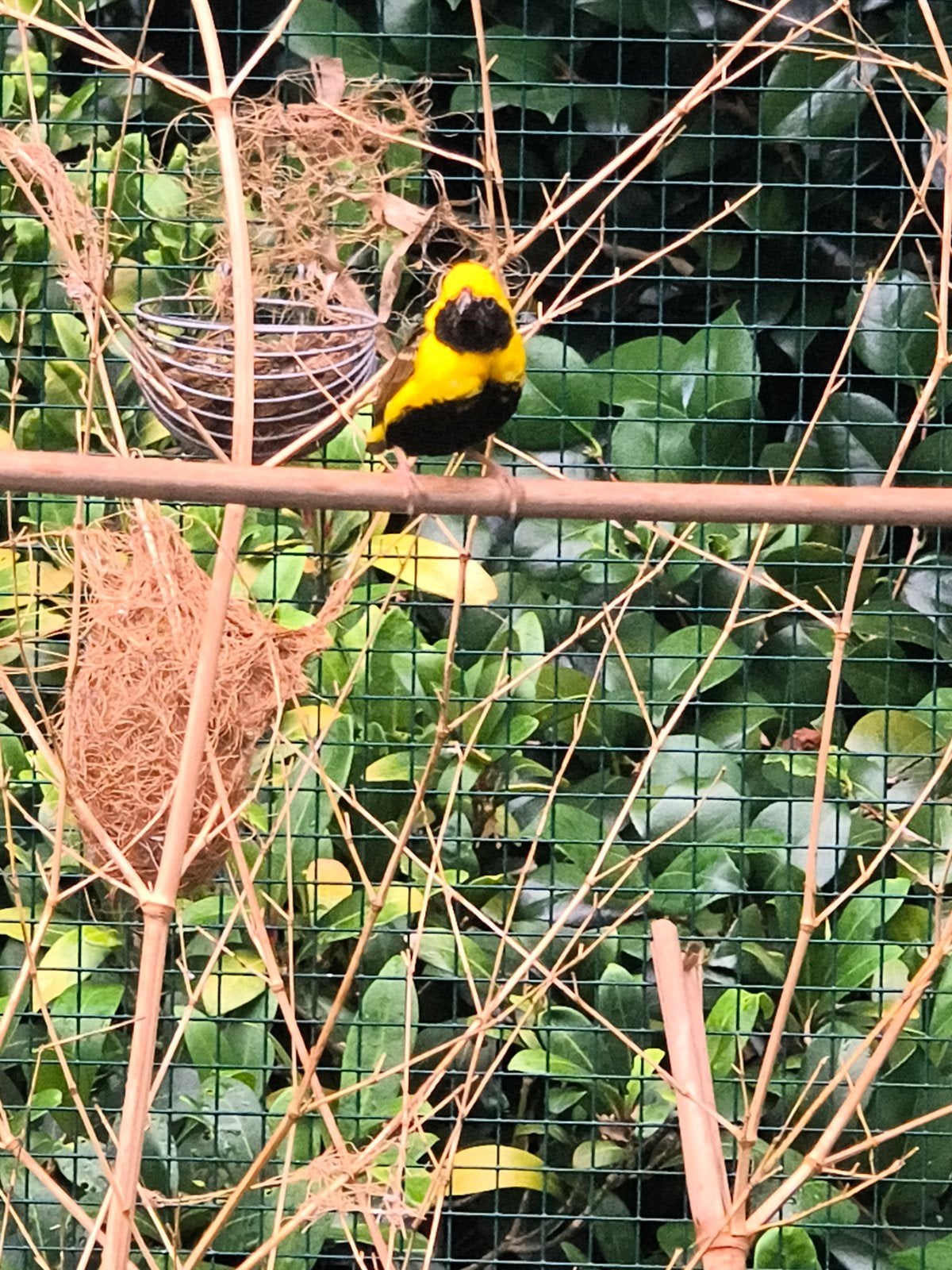 1-2 napoleonwevers, Dieren en Toebehoren, Meerdere dieren, Tropenvogel, Geringd