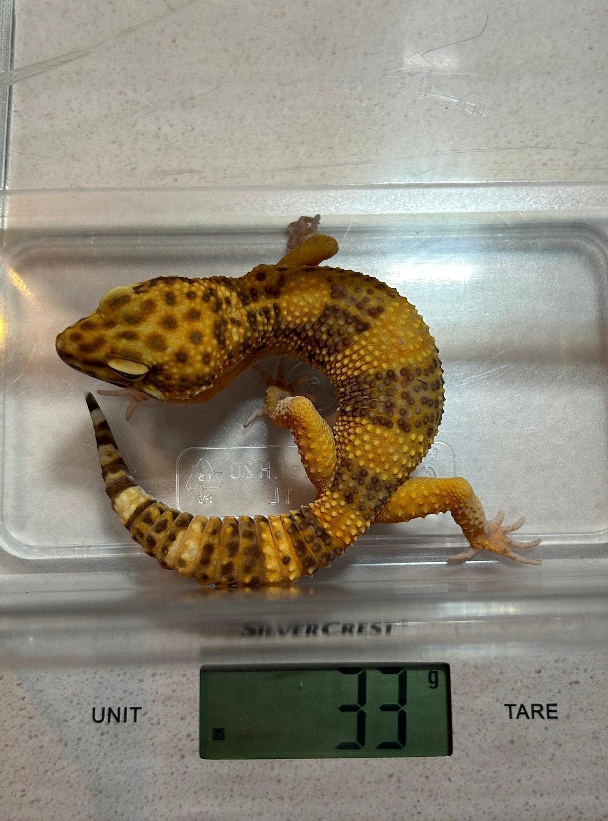 luipaardgekko - 1.0.0 Leopard Gecko photo 2