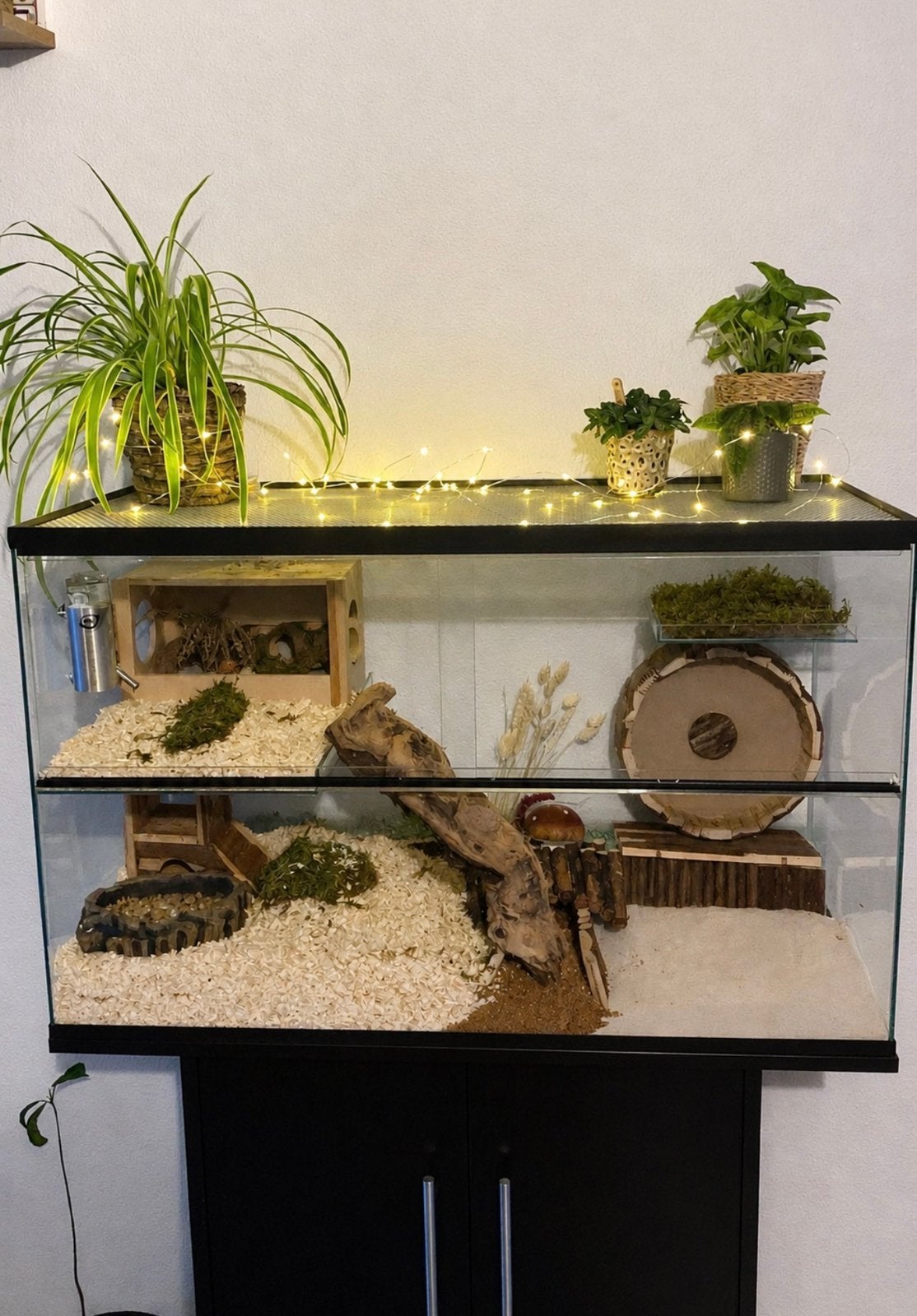Hamster kooi/terrarium, Dieren en Toebehoren, Knaagdieren en Konijnen | Hokken en Kooien, Kooi, Gebruikt, Hamster, 75 tot 110 cm