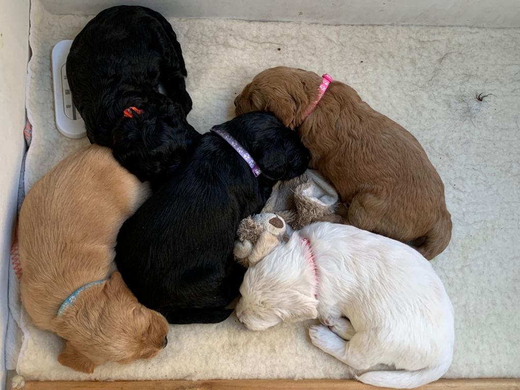 Prachtige labradoodle pups, Overige rassen, 8 tot 15 weken, Meerdere, Meerdere dieren