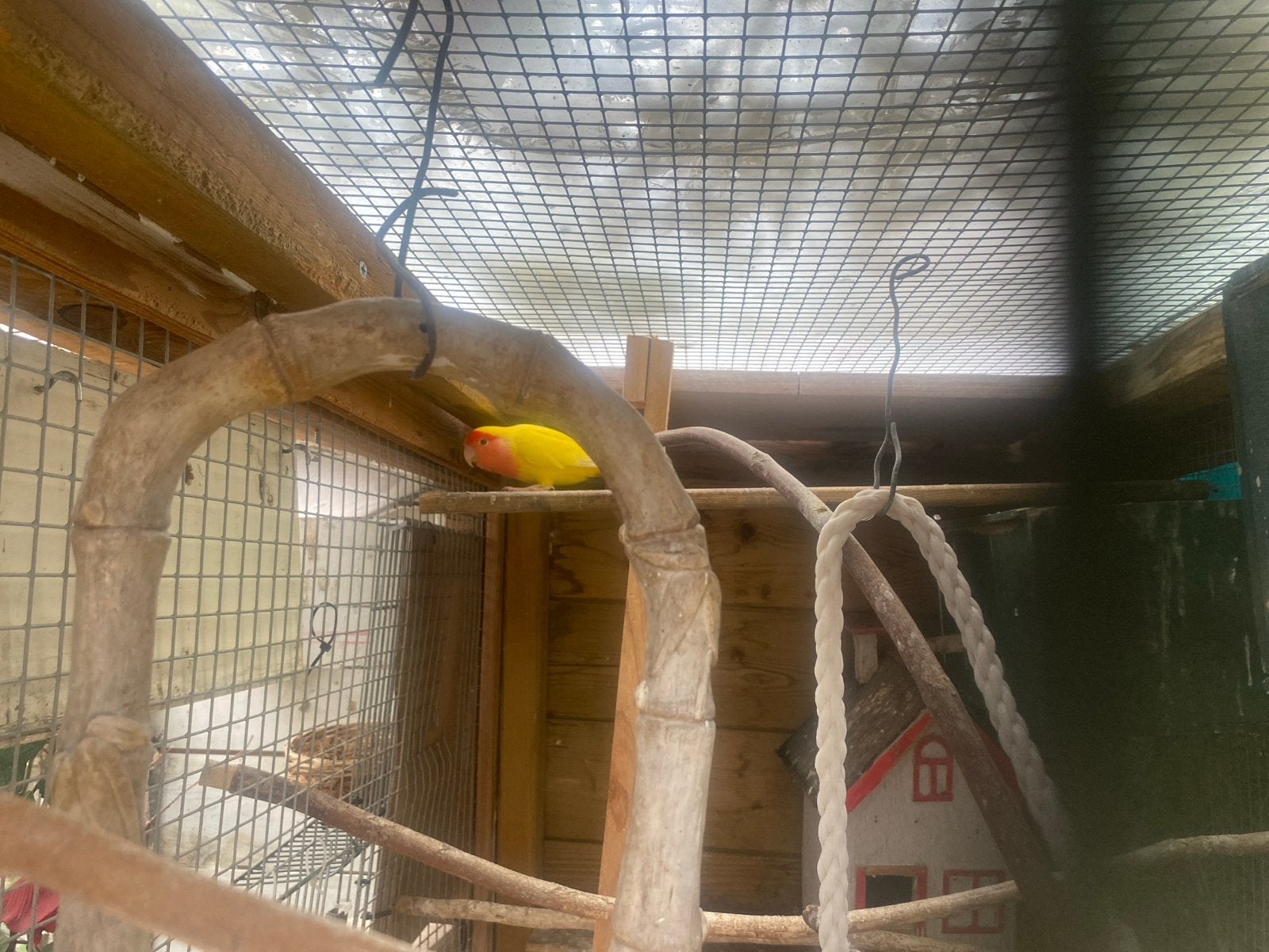 Rosecolli pop, Vrouwelijk, Dwergpapegaai of Agapornis