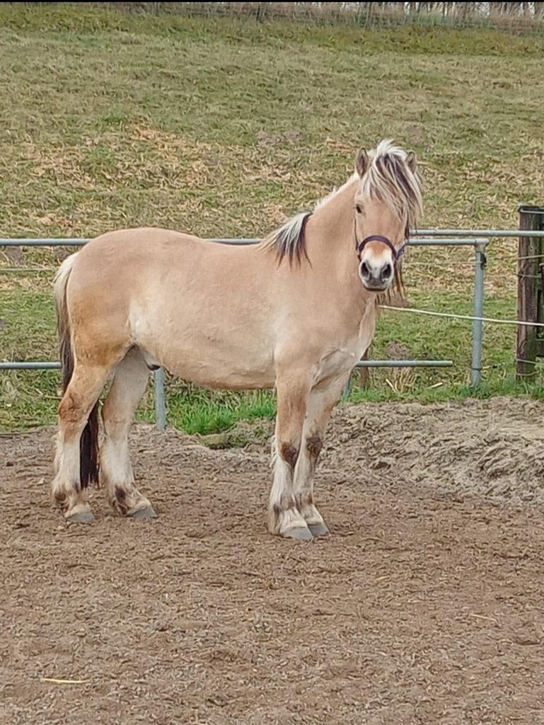 7 jarige fjorden ruin, Dieren en Toebehoren, Pony's, Ruin, 3 tot 6 jaar, Gechipt
