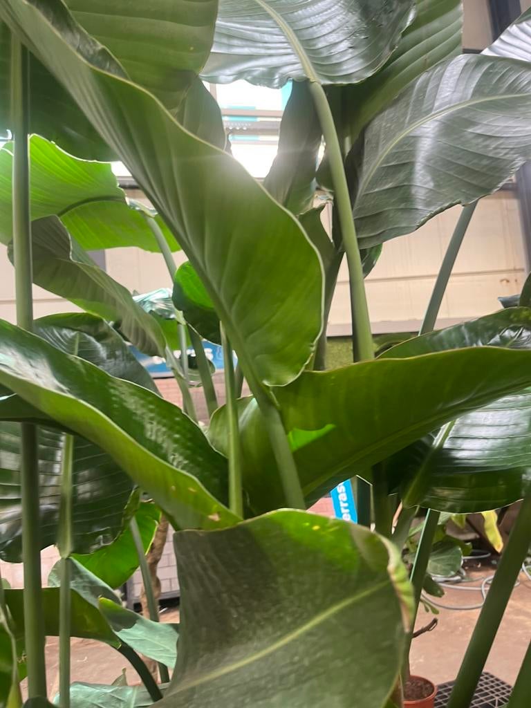 Gigantische Strelitzia – 230 cm – brede pot, Ophalen, Halfschaduw, 200 cm of meer