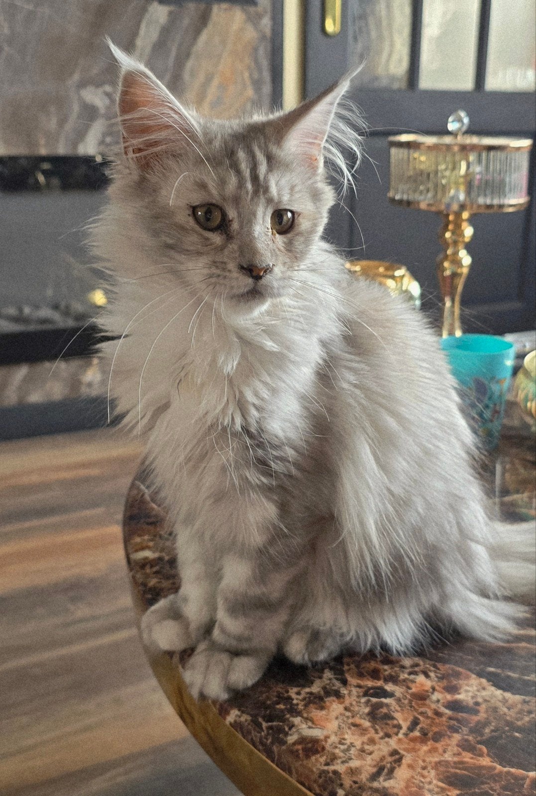maincoon kittens, Poes, Gechipt, 0 tot 2 jaar