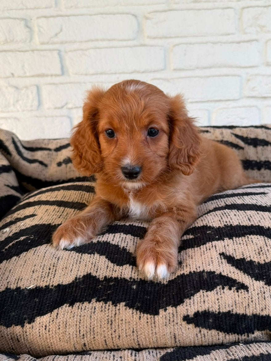 Cavapoo pups, Parvo, Nederland, Overige rassen, 8 tot 15 weken