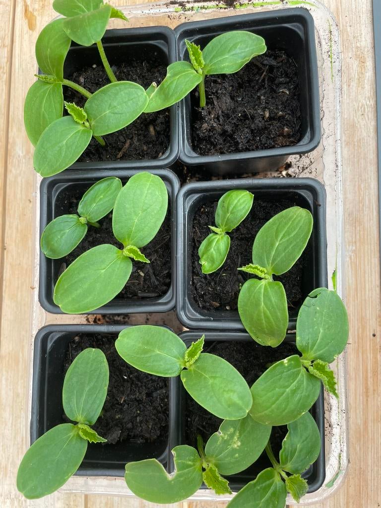 Komkomerplantjes.   Per stuk voor 1€, Ophalen, Eenjarig, Groenteplanten, Volle zon
