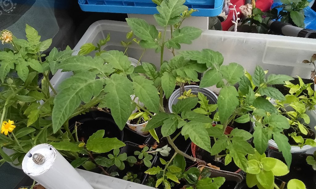 moestuin planten, Tuin en Terras, Ophalen, Eenjarig, Groenteplanten, Volle zon