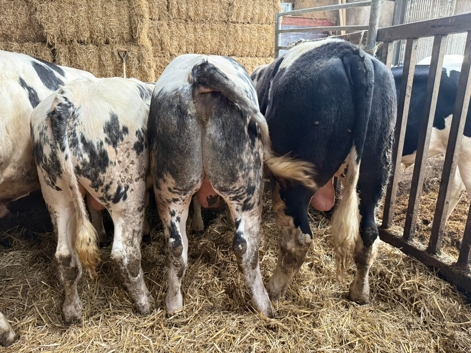 4 luxe blauwe stieren te koop, Dieren en Toebehoren, Runderen, Vrouwelijk