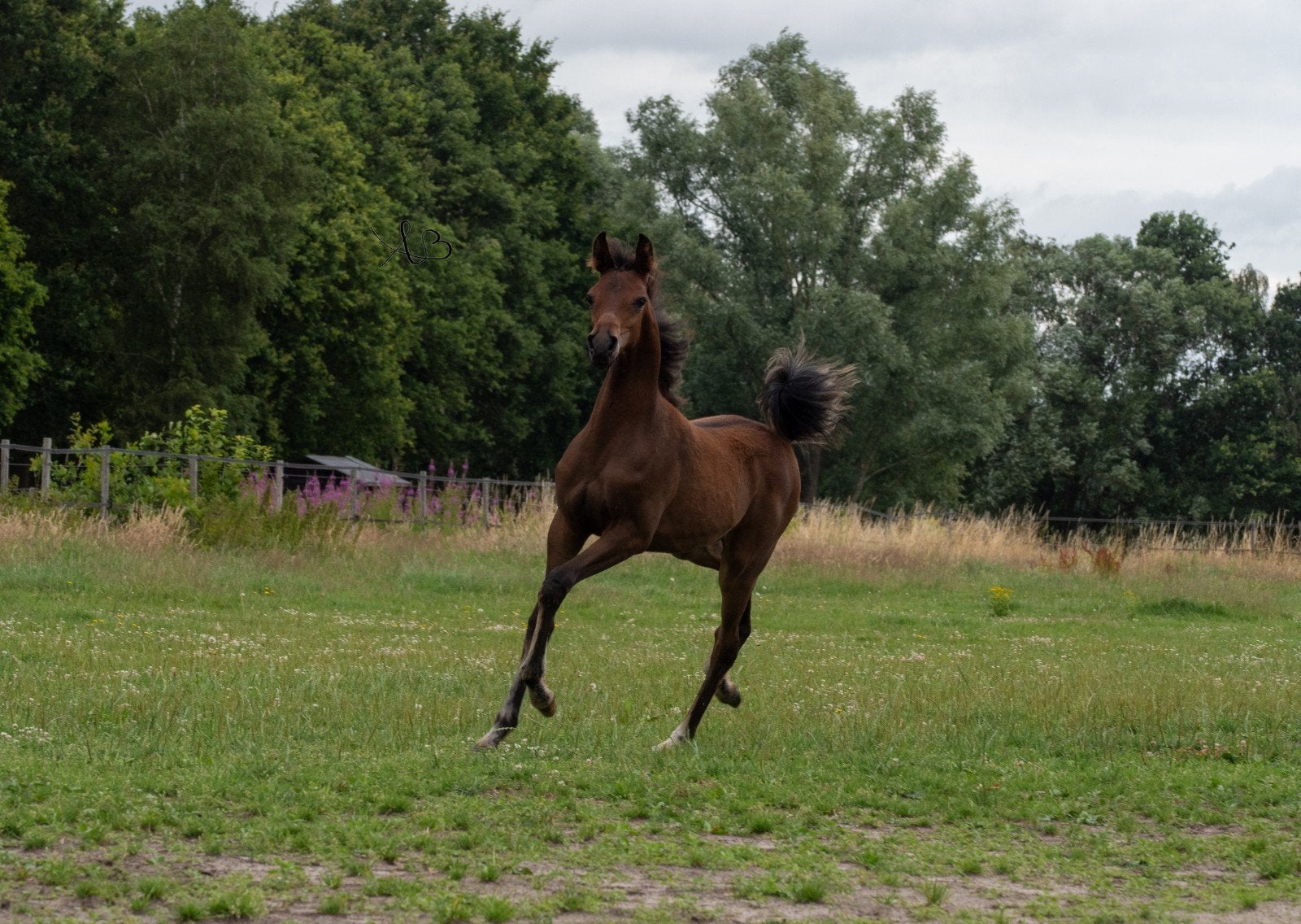 Veelbelovend Arabisch hengstveulen, Dieren en Toebehoren, Paarden, Hengst, 0 tot 2 jaar, Dressuurpaard
