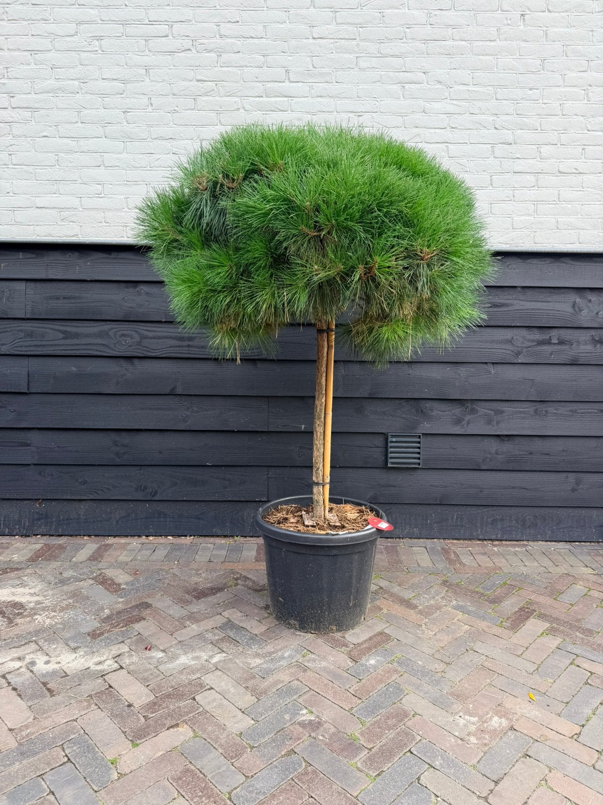 Mooie Pinus nigra brepo, Volle zon, Bloeit niet, 100 tot 250 cm, Overige soorten
