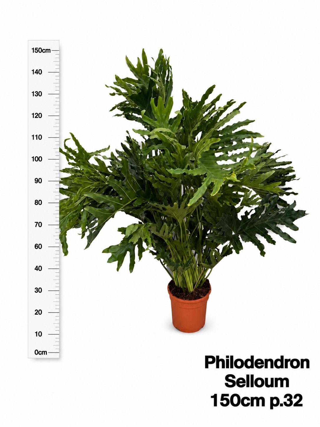 Philodendron Selloum XXL 150/160cm, Ophalen, Halfschaduw, 150 tot 200 cm
