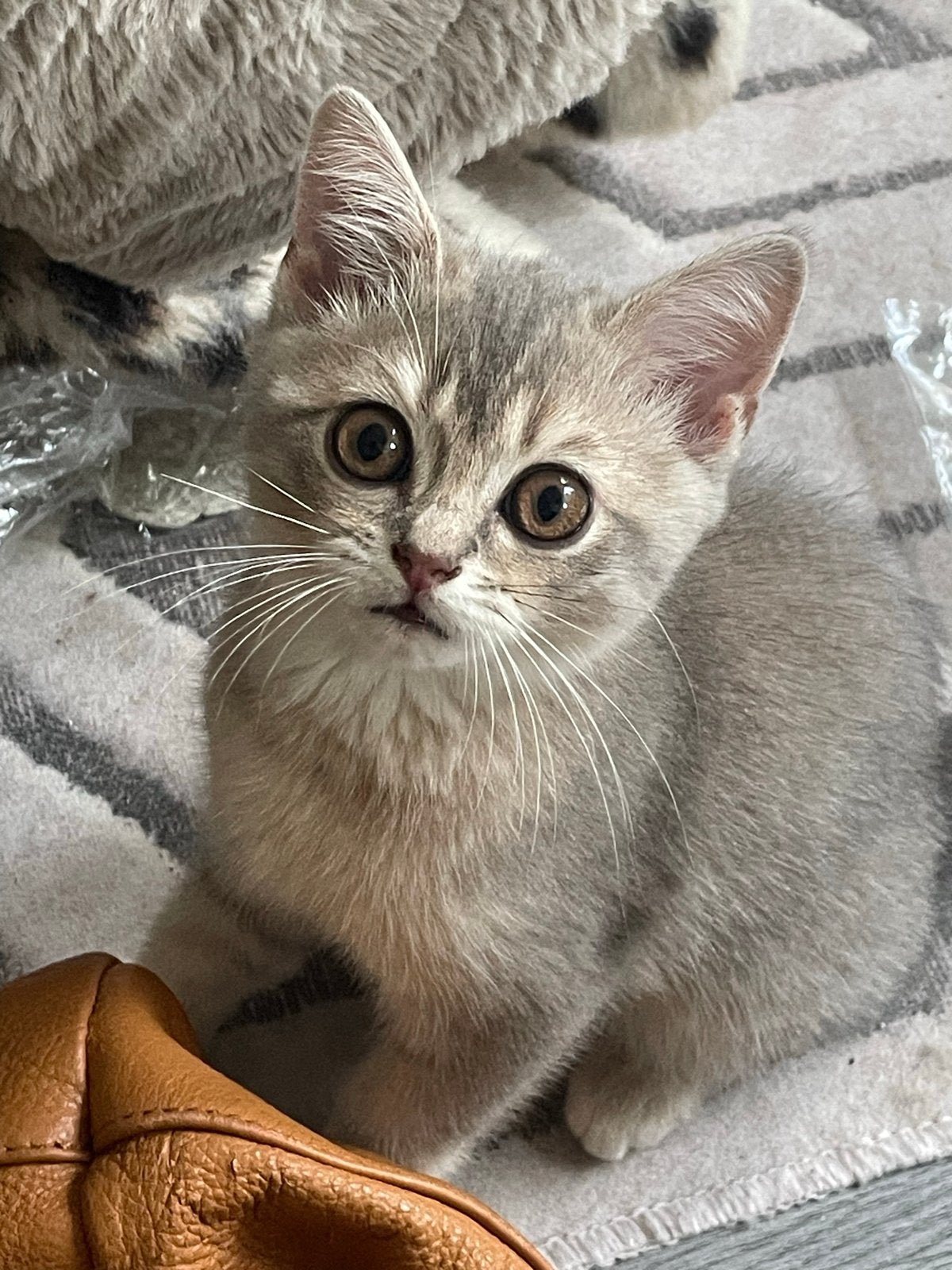 Britse schattige katten, Dieren en Toebehoren, Kater