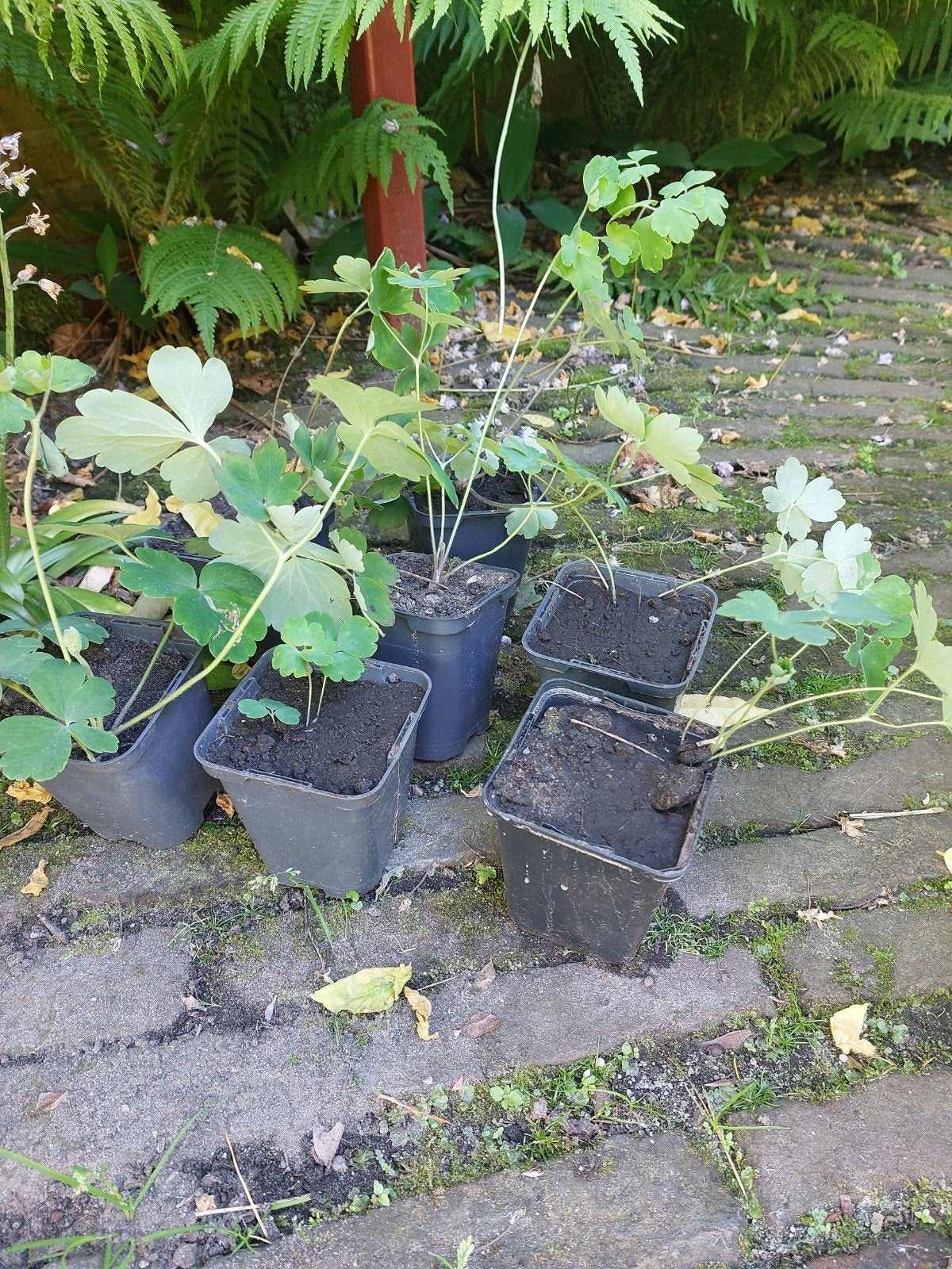 Stekjes van akelei, Ophalen, Overige soorten, Volle zon
