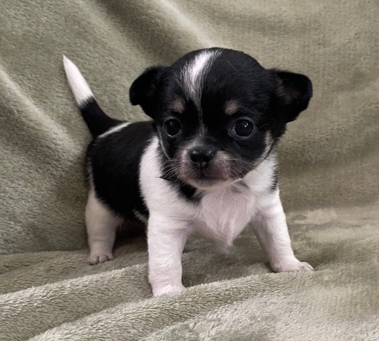 Prachtig gezond, klein 100% chihuahua reutje ️, Dieren en Toebehoren, Reu, 8 tot 15 weken, Parvo, Eén hond