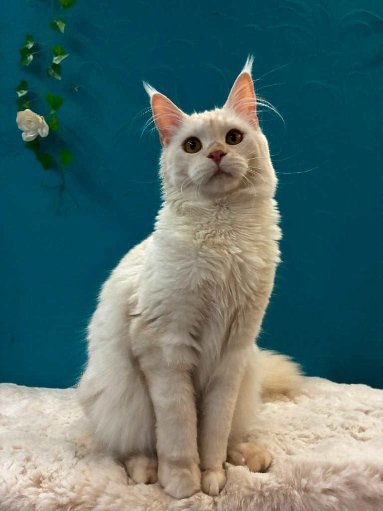 Maine Coon poes, Poes, Met stamboom, 0 tot 2 jaar