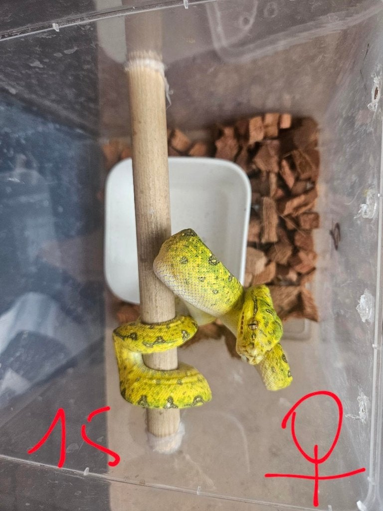 Morelia viridis azurea biak 2024 Green Tree Python photo 5