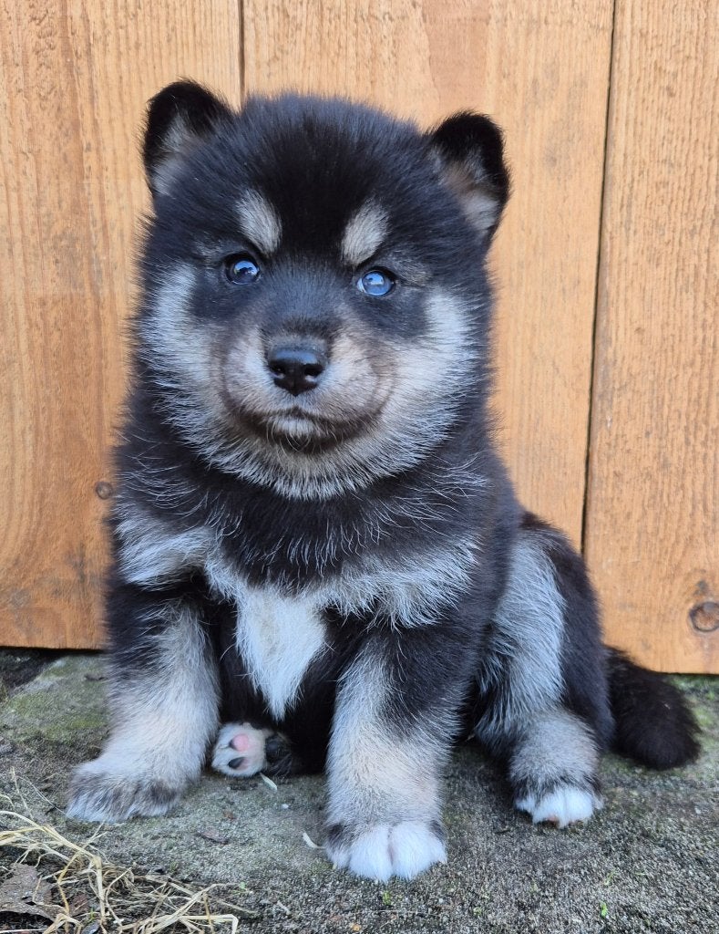 Pomsky (3/4) x Shiba inu (1/4) pups, Dieren en Toebehoren, Nederland, Parvo, 8 tot 15 weken, Poolhond