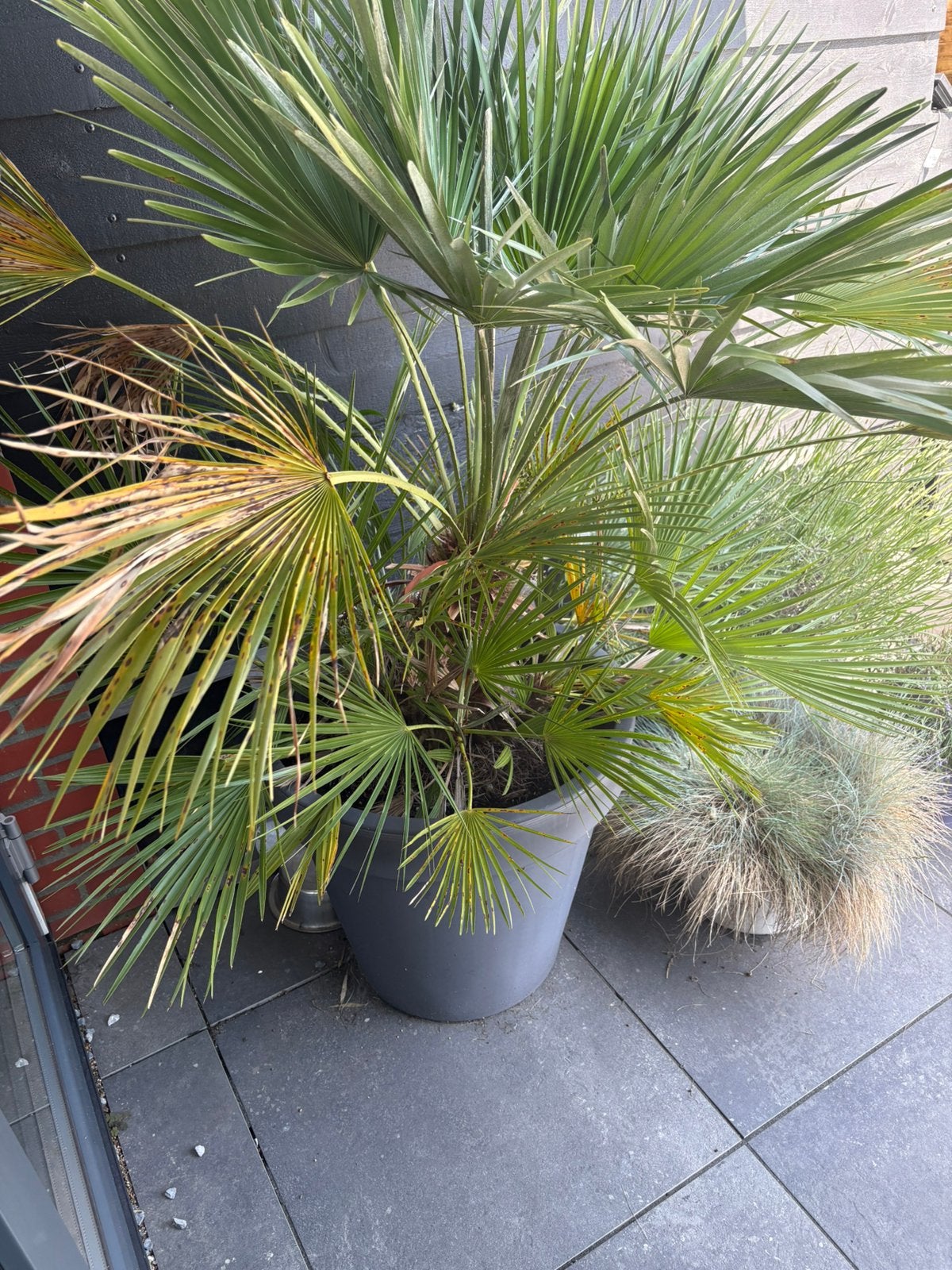 Palm met pot, Volle zon, Vaste plant, Bloeit niet, Ophalen