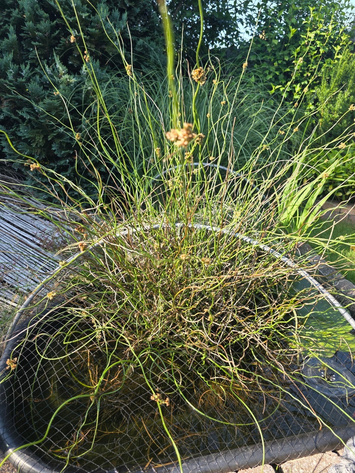 Siergras voor vijver of tuin - Krullend Juncus, Ophalen