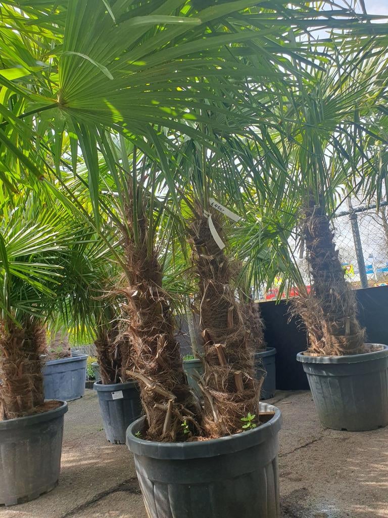 Dubbelstam palmen, Tuin en Terras, Planten | Bomen, 100 tot 250 cm, Zomer, Palmboom, Ophalen