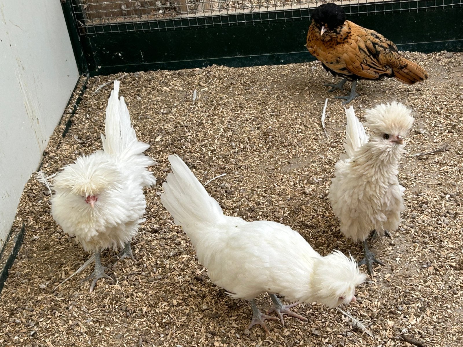 Jonge padua krielkipjes, Dieren en Toebehoren, Meerdere dieren, Kip