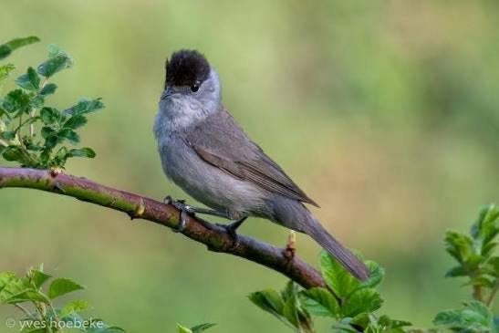 Zwartkop, zwartkoppen, Sylvia atricapilla, Meerdere dieren, Wildzangvogel, Geringd