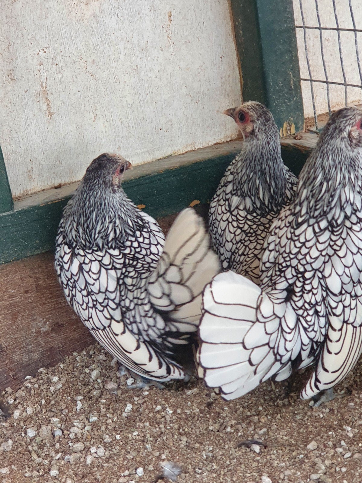 Sebright Zilverwartgezoomd, Dieren en Toebehoren, Vrouwelijk, Kip
