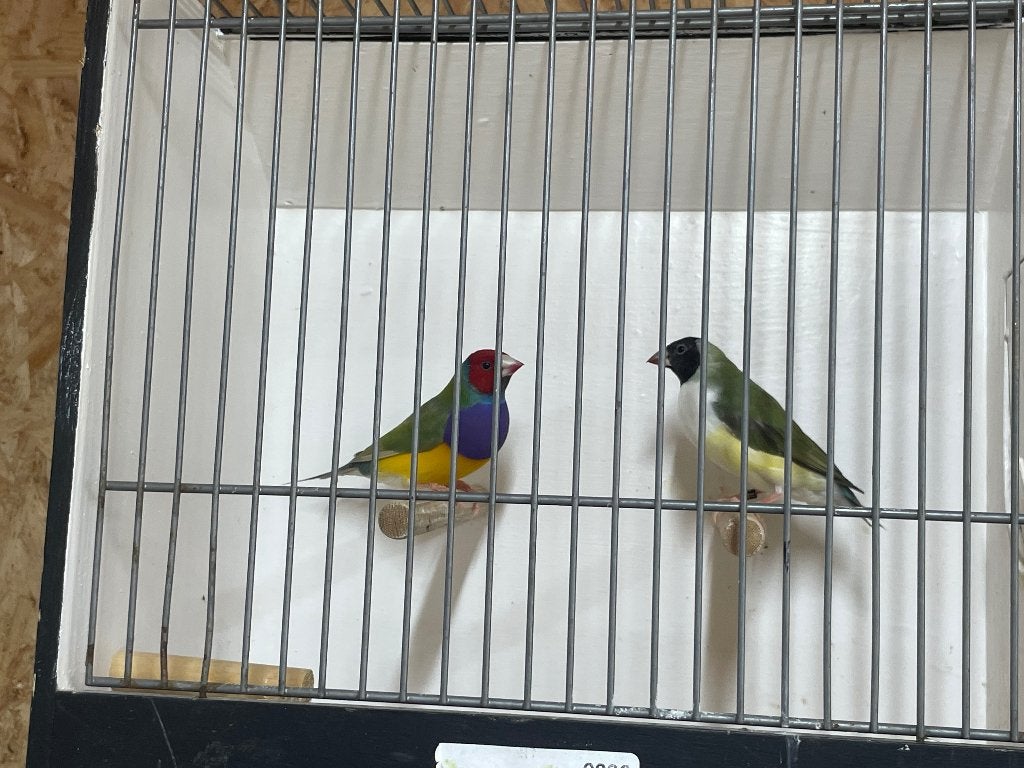 Gouldamadine koppel, Dieren en Toebehoren, Vogels | Overige Vogels, Meerdere dieren, Tropenvogel
