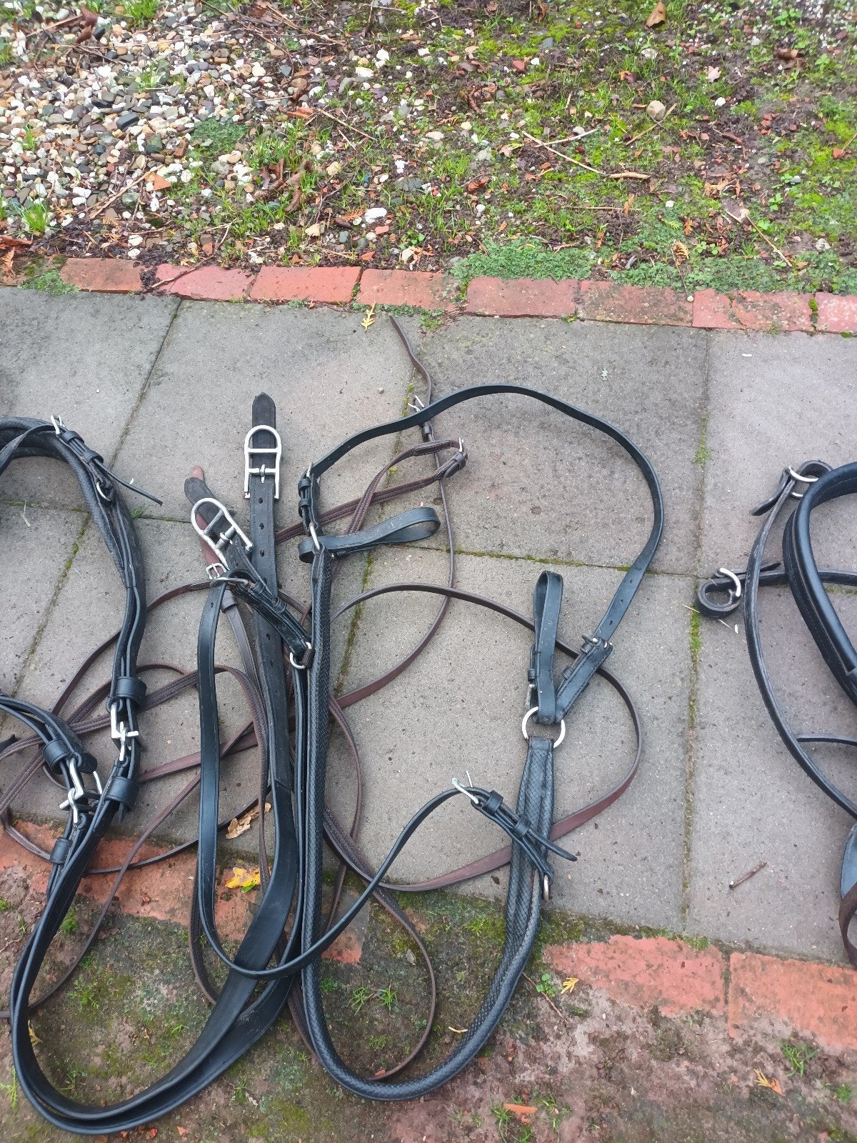 te koop, Dieren en Toebehoren, Ophalen, Hoofdstel, Cob