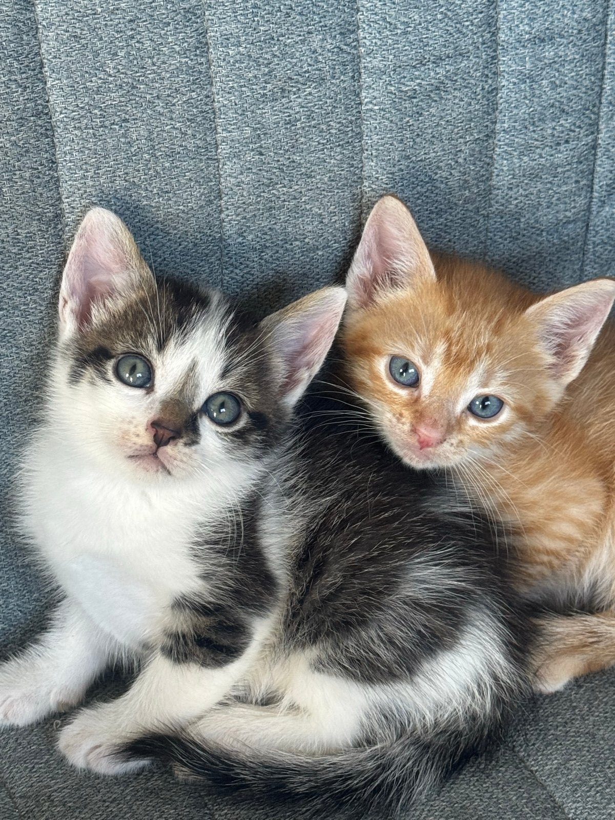 Prachtige kittens, Dieren en Toebehoren