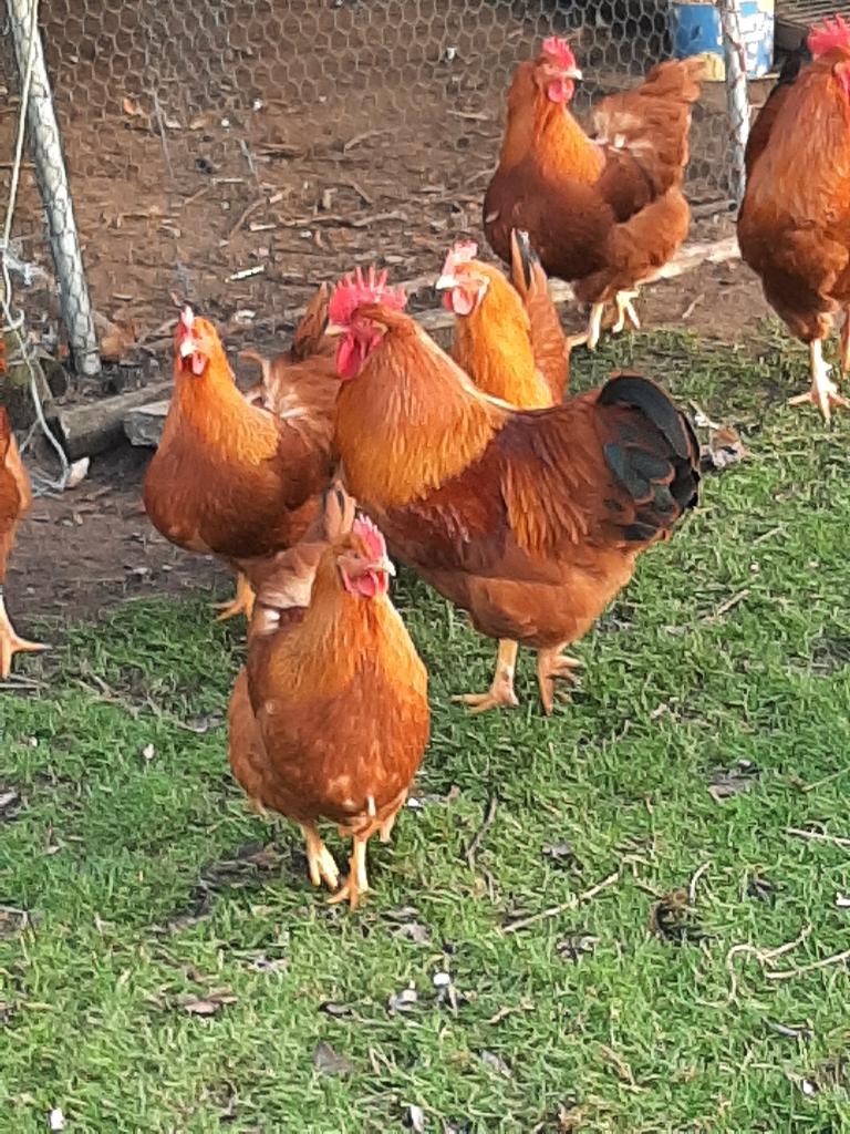 Broedeieren New Hampshire groot, Geslacht onbekend, Kip