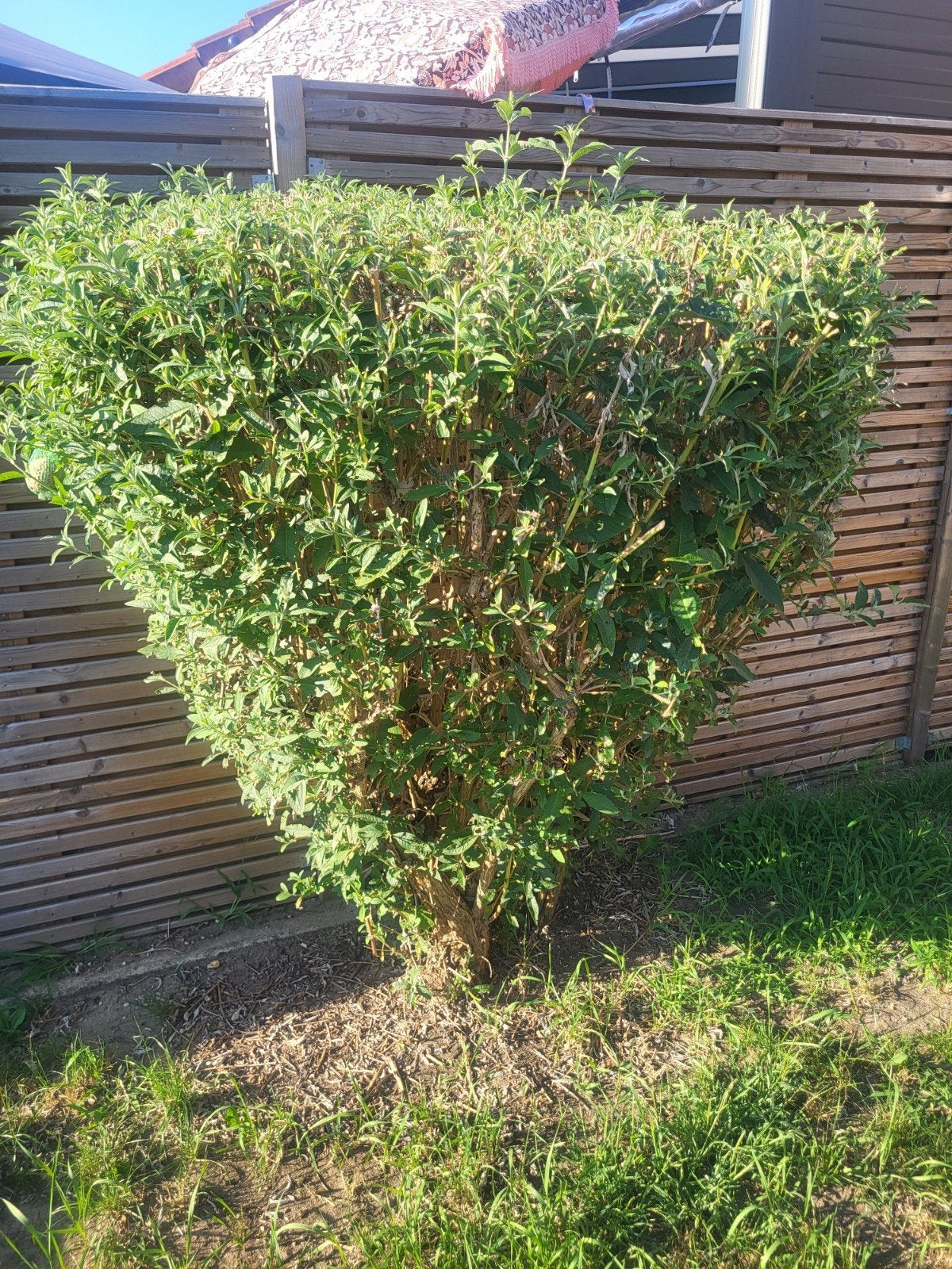 Vlinderstruik en andere planten gratis op te halen!!!, Tuin en Terras, Planten | Struiken en Hagen, Ophalen, Vlinderstruik, Minder dan 100 cm