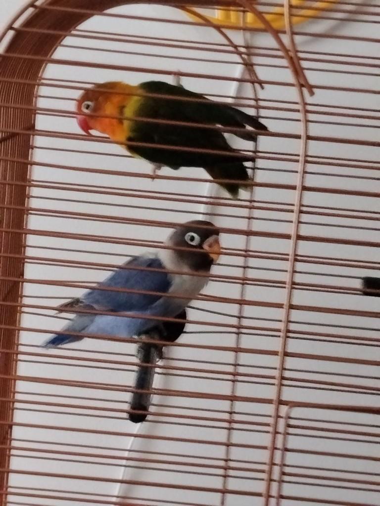 Koppel agapornissen + kooi. Leeftijd: 8 maanden., Dieren en Toebehoren, Vogels | Parkieten en Papegaaien, Geslacht onbekend, Papegaai