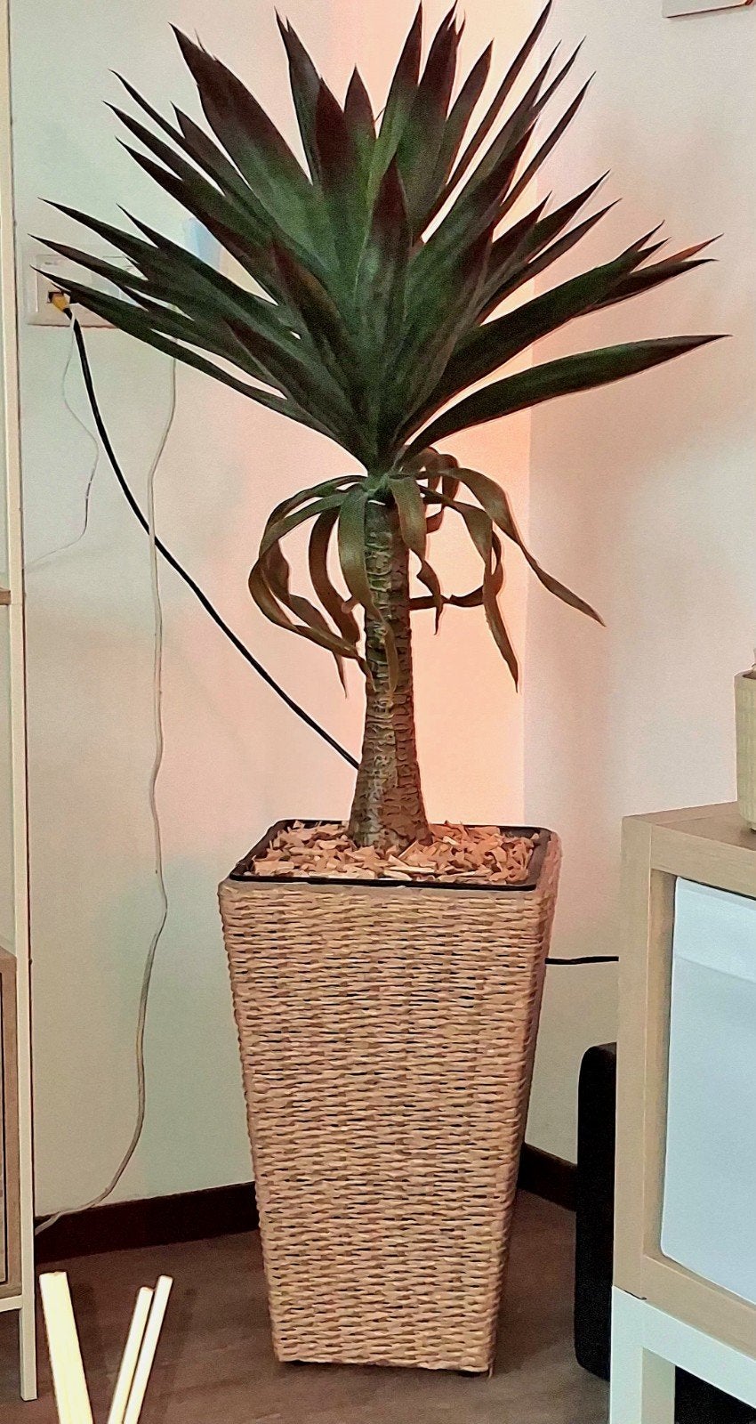 Grote,stoere Yucca plant(kunst) in luxe rieten hoge mand, Huis en Inrichting, Ophalen, 100 tot 150 cm, In pot, Yucca