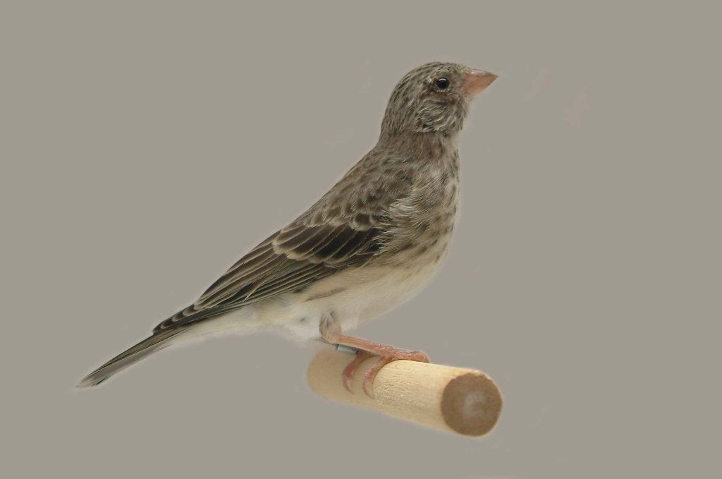 Edelzangers witstuit, Crithagra leucopygius mannen, Mannelijk, Tropenvogel, Geringd
