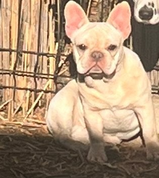 Franse bulldog, Parvo, Fokker | Hobbymatig, 1 tot 2 jaar, Buitenland