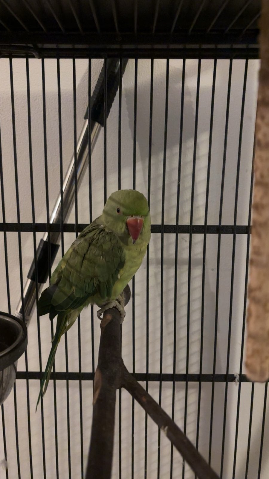 Halsbandparkiet 200 euro, Ophalen of Verzenden, Zo goed als nieuw, Hout, Vogelkooi