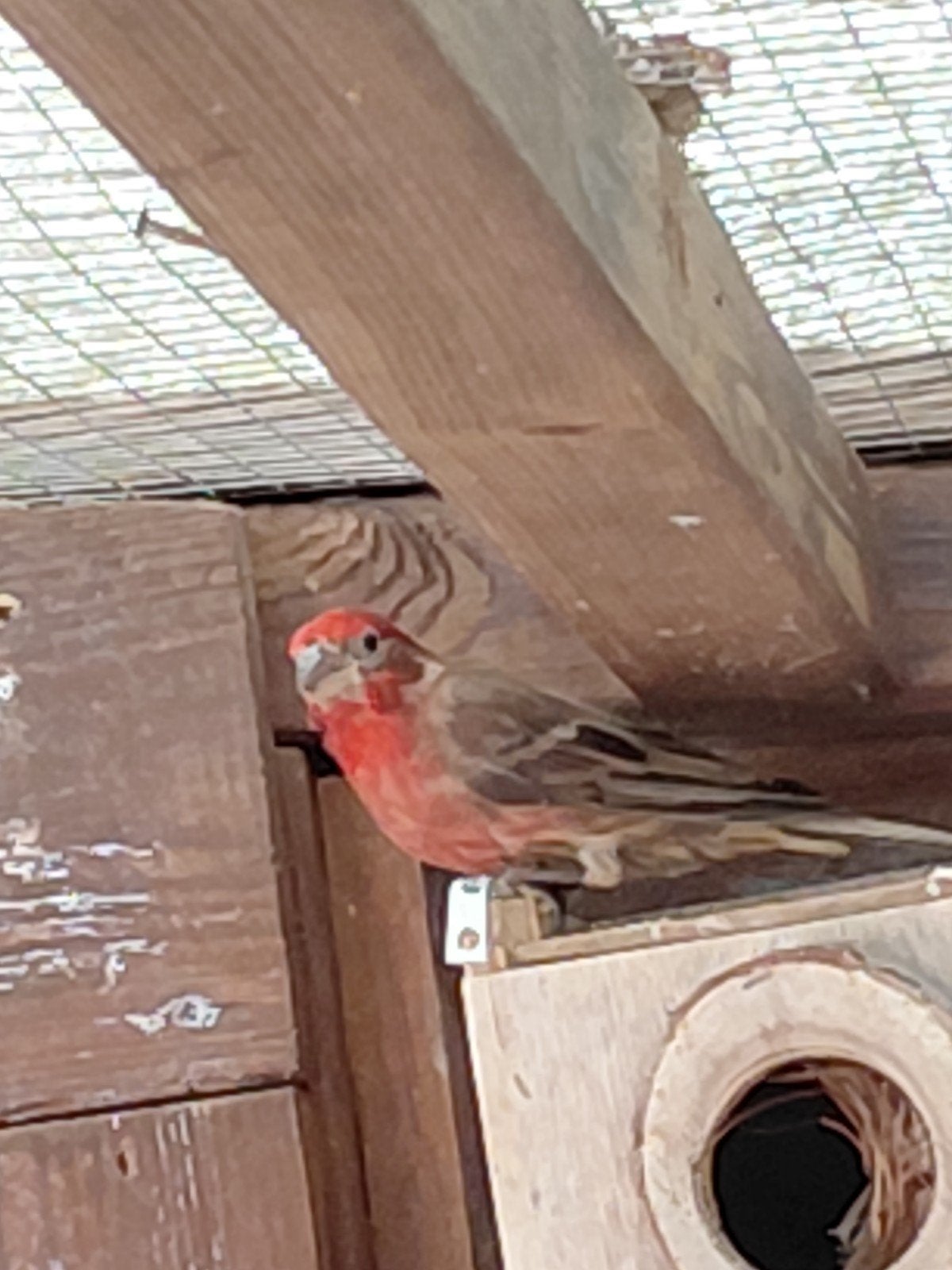 Te koop  Mexicaanse  rood mus, Dieren en Toebehoren, Vogels | Kanaries, Mannelijk, Kleurkanarie