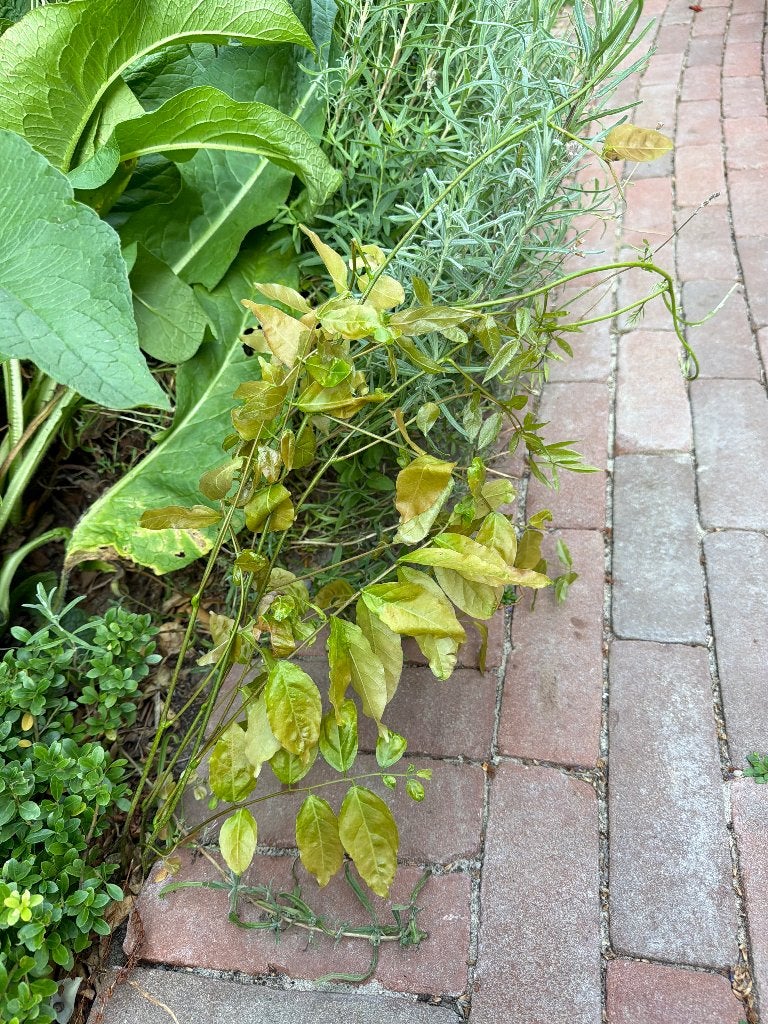 Blauwe regen, Tuin en Terras, Planten | Tuinplanten, Ophalen, Volle zon, Eenjarig, Klimplanten