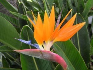 Strelitzia Reginae oranje paradijsvolgelbloem banaan zaad 5x, Ophalen, Gehele jaar, Volle zon, Zaad