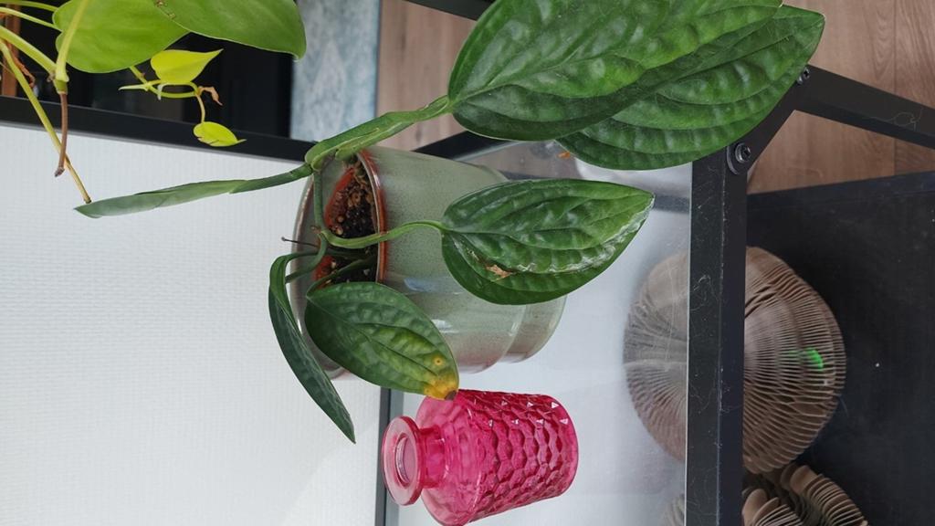 Monstera Peru (Monstera Karstenianum), Huis en Inrichting, Kamerplanten, Ophalen, Overige soorten, Halfschaduw, In pot