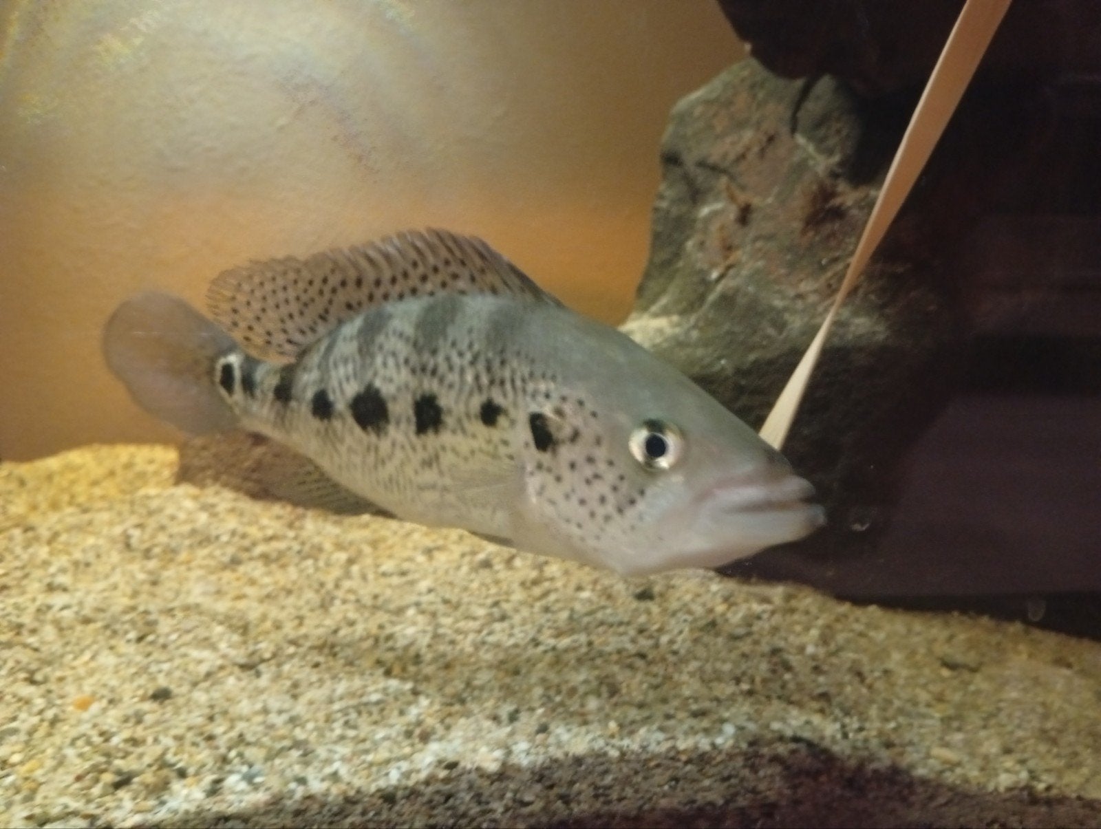 petenia splended (tandbaars cichlide) ruilen, Dieren en Toebehoren, Vissen | Aquariumvissen, Vis