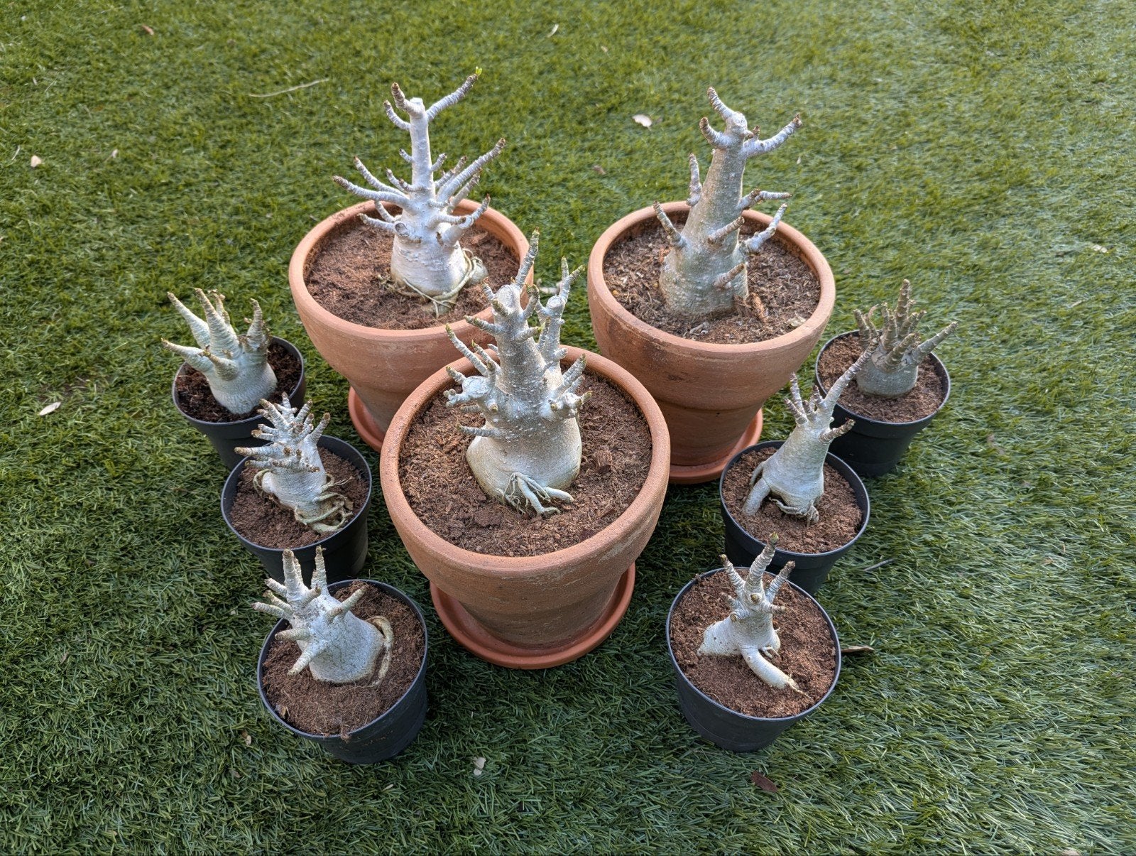 Adenium Baobab Planten - Diverse Maten Terracotta Potten, Volle zon, Vaste plant, Zomer, Ophalen