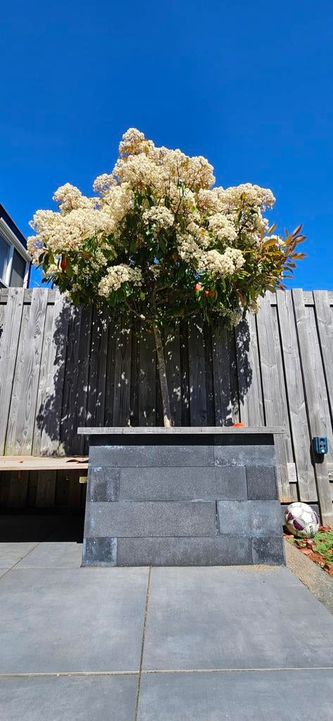 Glansmispel Red Robin op stam (Photinia) - 170 cm hoog, Tuin en Terras, Planten | Bomen, Overige soorten, Lente, 100 tot 250 cm