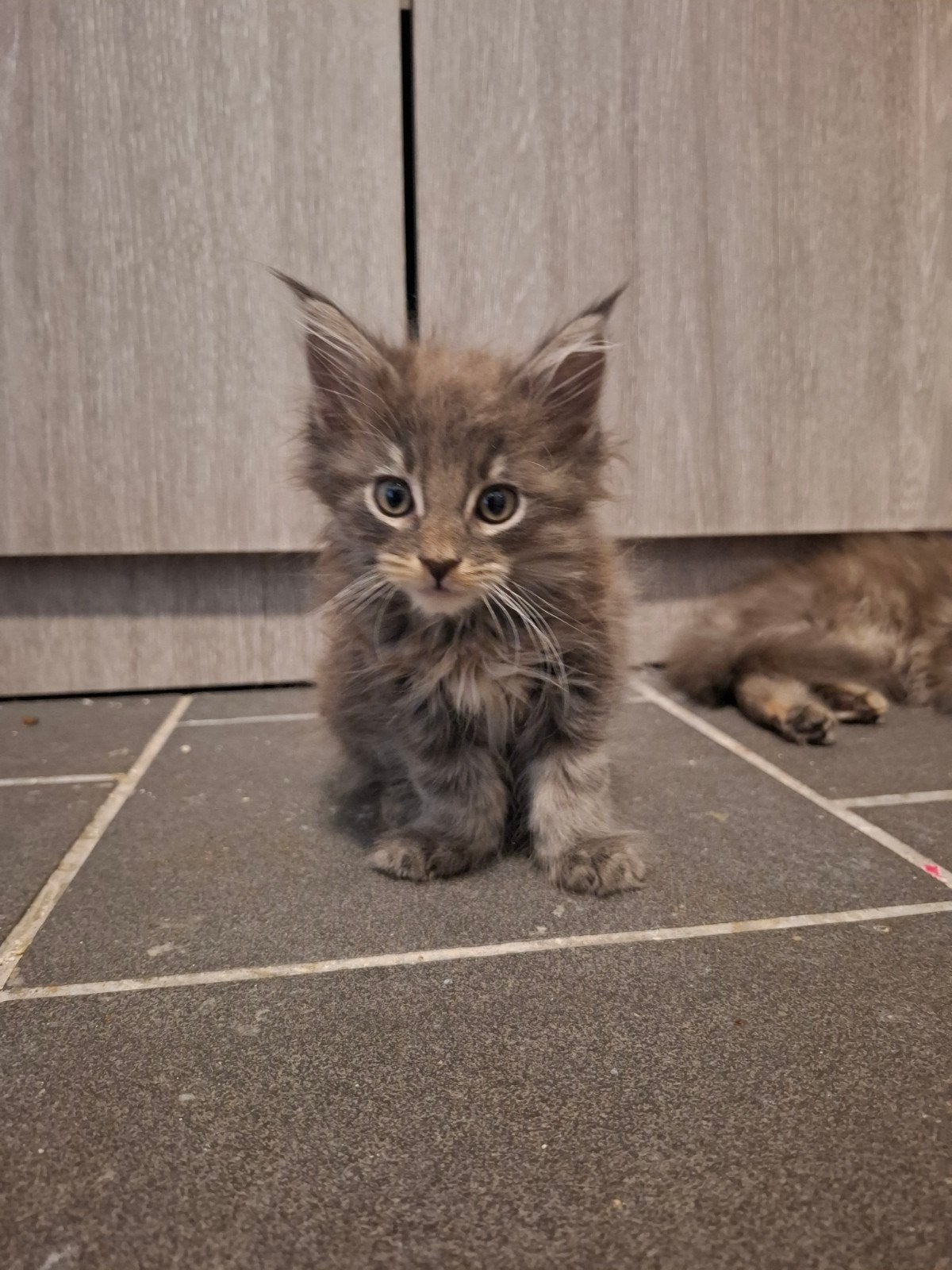 Xxl Maine Coon Kittens, Meerdere dieren, Ontwormd, 0 tot 2 jaar
