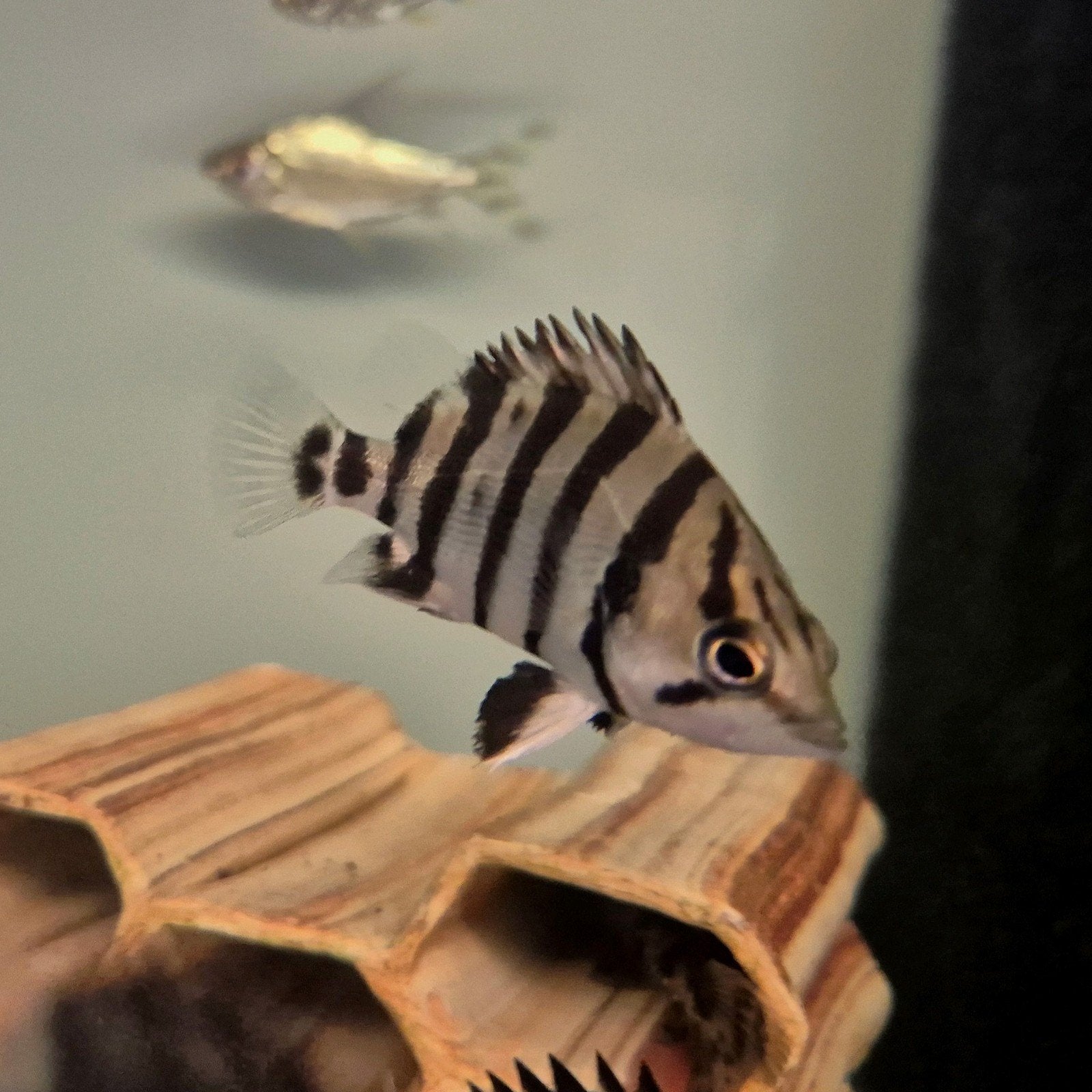 datnioides quadrifasciatus, Dieren en Toebehoren, Vis, Zoetwatervis