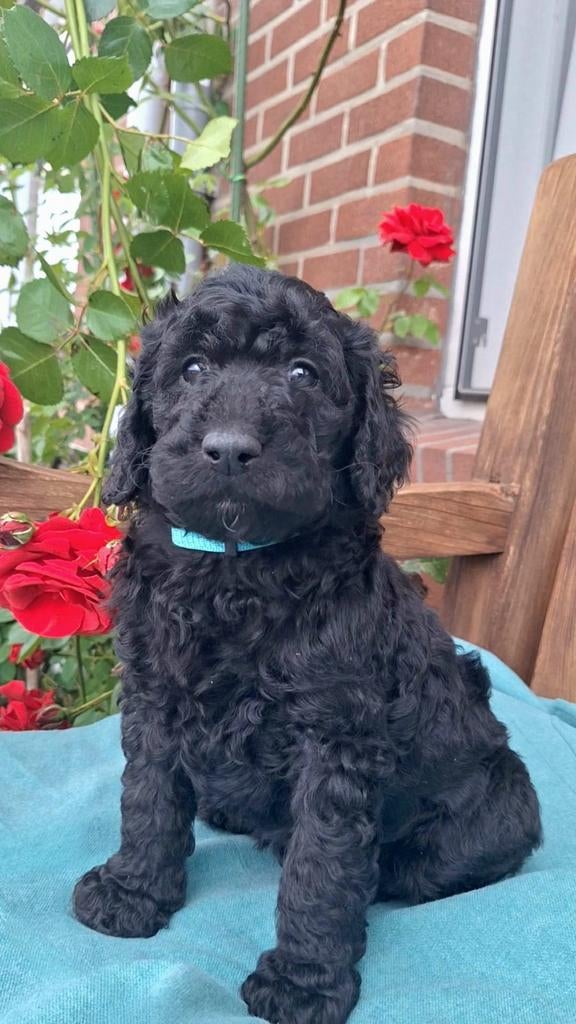 Prachtige labradoodle pups., 8 tot 15 weken, Meerdere, Meerdere dieren, Middel