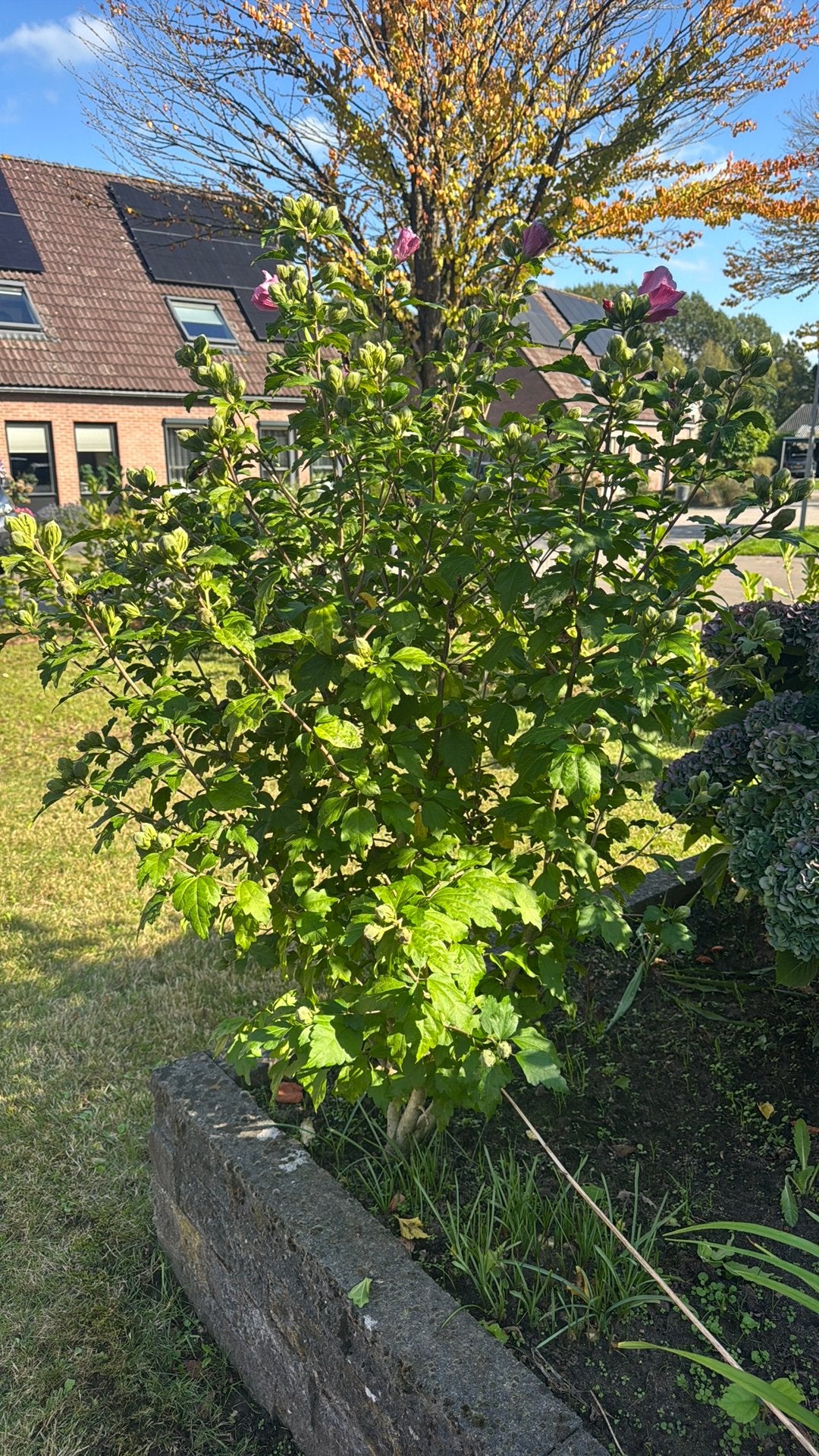Hibiscus roze, Ophalen, Overige soorten, Minder dan 100 cm