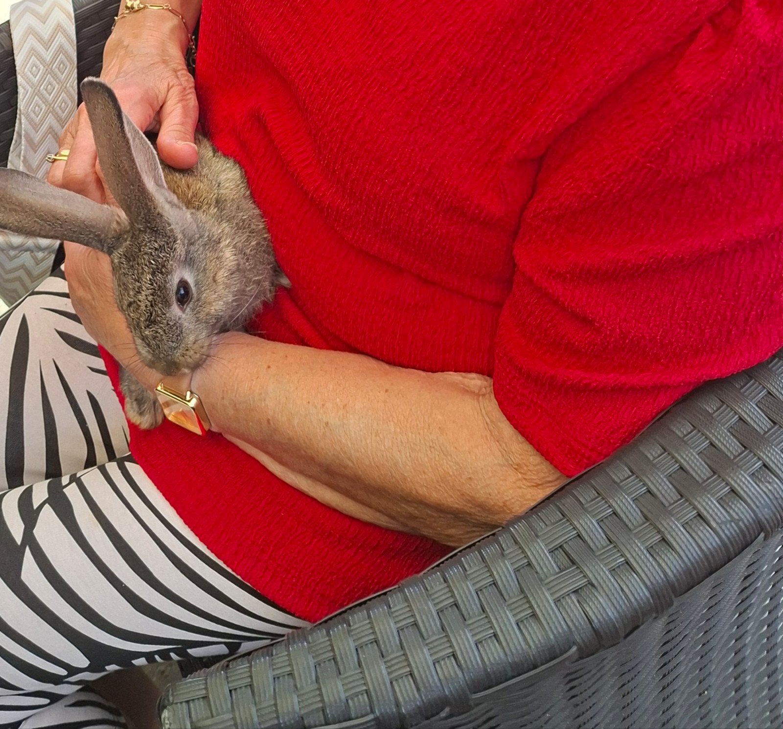 Baby konijntjes, Dieren en Toebehoren, April, Meerdere dieren, Overige typen